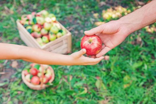 Daughter and father collect apples in the garden. Selective focus. nature.
