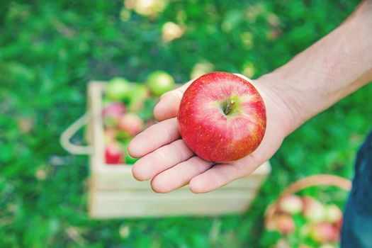 Man gardener picks apples in the garden in the garden. Selective focus. nature.