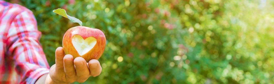 Man gardener picks apples in the garden in the garden. Selective focus. nature.
