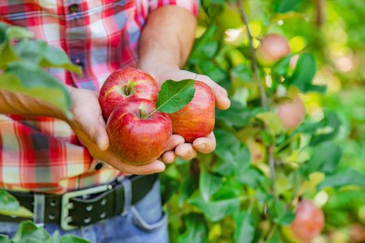 Man gardener picks apples in the garden in the garden. Selective focus. nature.