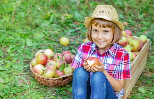 child picks apples in the garden in the garden. Selective focus.