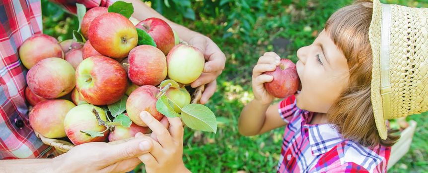 Daughter and father collect apples in the garden. Selective focus. nature.