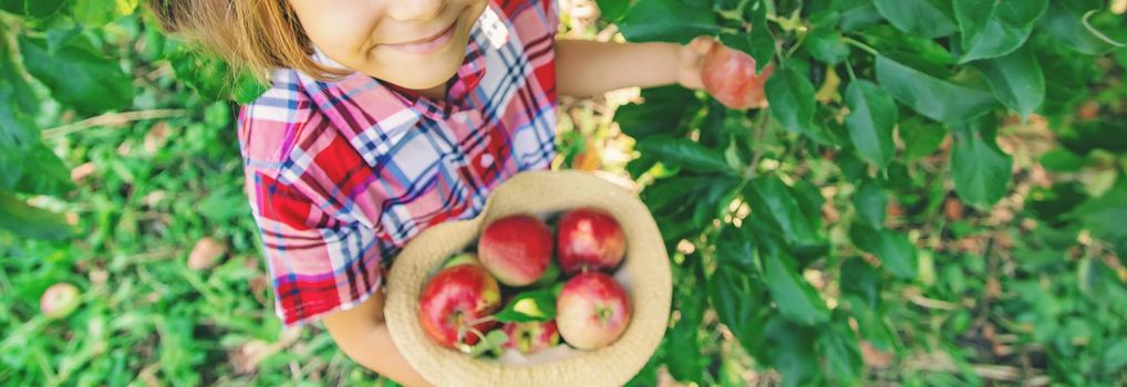 child picks apples in the garden in the garden. Selective focus.