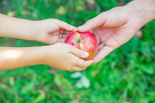 Daughter and father collect apples in the garden. Selective focus. nature.