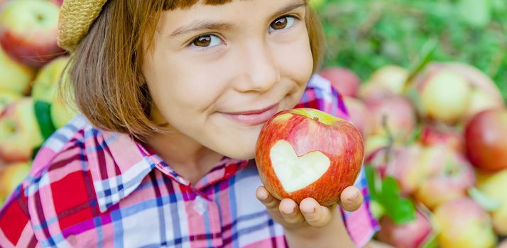 child picks apples in the garden in the garden. Selective focus.