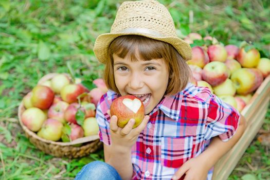 child picks apples in the garden in the garden. Selective focus.
