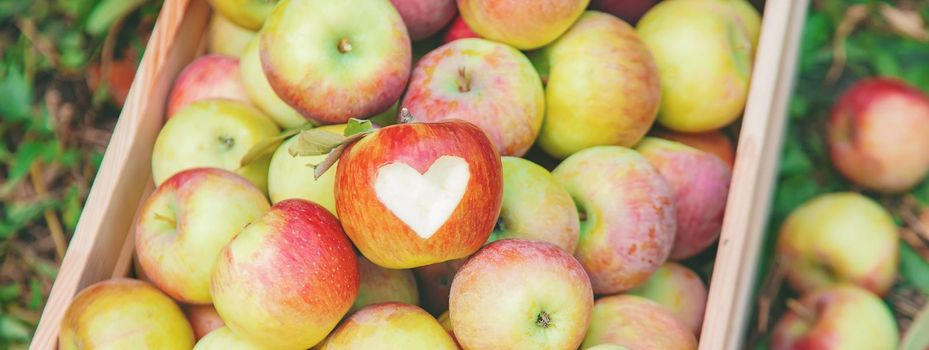 Harvest apples in a box on a tree in the garden. Selective focus. nature.