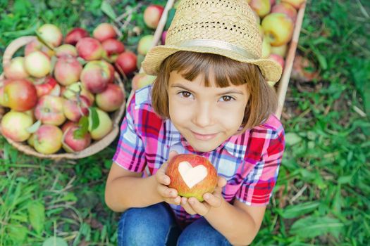 child picks apples in the garden in the garden. Selective focus.