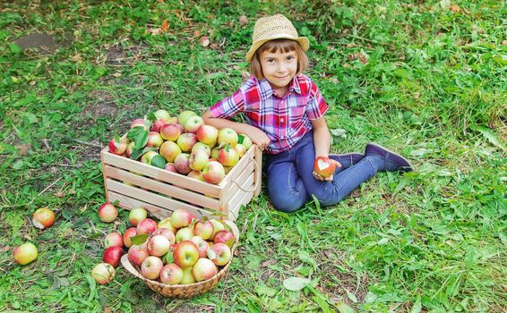 child picks apples in the garden in the garden. Selective focus.