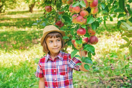 child picks apples in the garden in the garden. Selective focus.