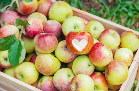 Harvest apples in a box on a tree in the garden. Selective focus. nature.