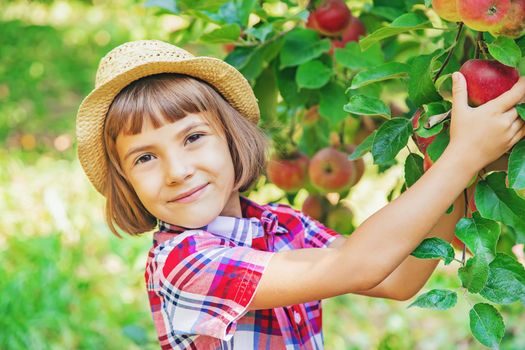 child picks apples in the garden in the garden. Selective focus.