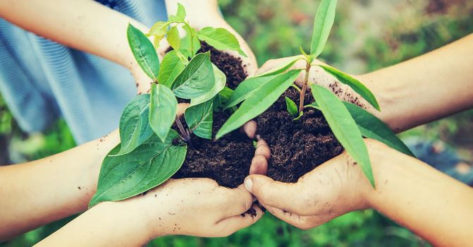 children plant plants together in their hands. Selective focus. nature.