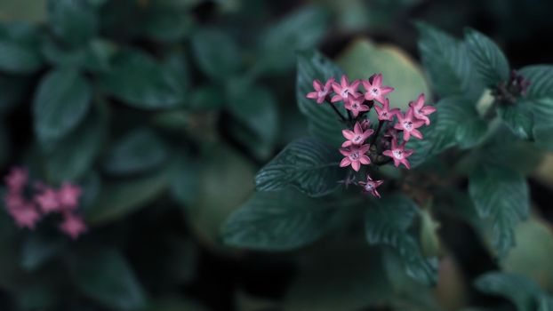 Nature Minimal Concept - Green Leaves Background with small little violet flower