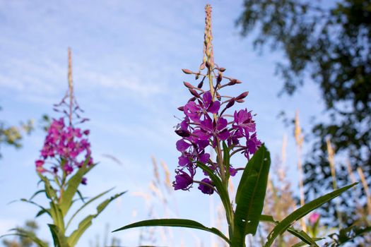 Blooming Willow herb, Ivan tea on blue sky. Willow-herb meadow. willow-herb tea, Lilac plants Ivan tea grow bushes in the field. Fireweed flowers on background of blue sky .