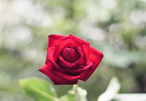 Single beautiful red rose selective focus on green nature blur background