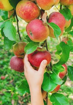 child picks apples in the garden in the garden. Selective focus.