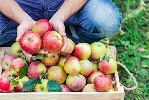 Man gardener picks apples in the garden in the garden. Selective focus. nature.