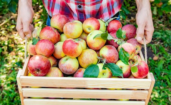 Man gardener picks apples in the garden in the garden. Selective focus. nature.