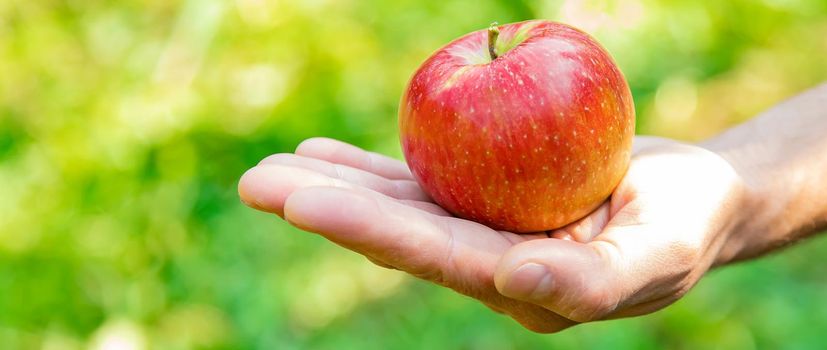 Man gardener picks apples in the garden in the garden. Selective focus. nature.