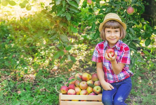 child picks apples in the garden in the garden. Selective focus.