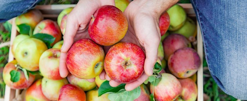 Man gardener picks apples in the garden in the garden. Selective focus. nature.