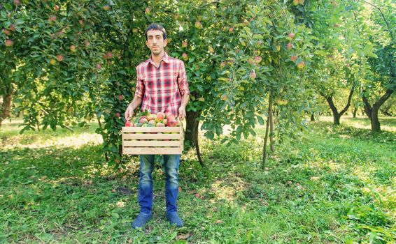 Man gardener picks apples in the garden in the garden. Selective focus.
