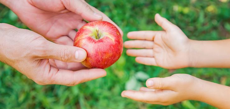 Daughter and father collect apples in the garden. Selective focus. nature.