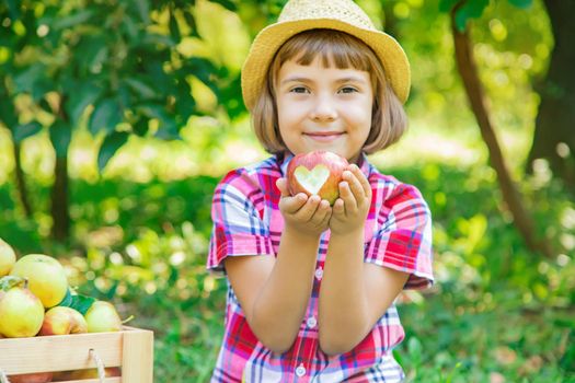 child picks apples in the garden in the garden. Selective focus.