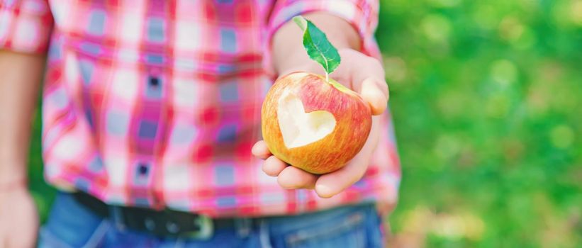 Man gardener picks apples in the garden in the garden. Selective focus. nature.