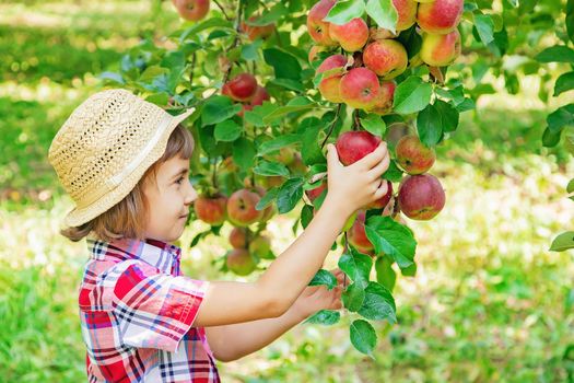 child picks apples in the garden in the garden. Selective focus.