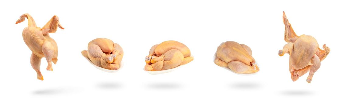 Set of raw chickens isolated on white background from different angles. Raw corn chicken is organically raised