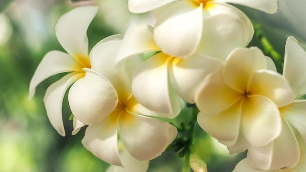 Tropical flowers frangipani (Plumeria) . Beautiful white Plumeria rubra flower