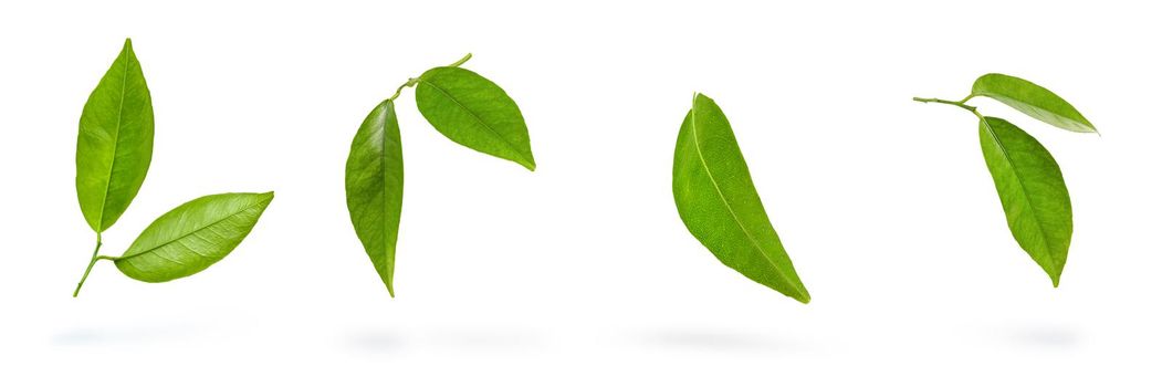 Mandarin leaves. Green leaves of a tangerine tree on a white isolated background. Big set leaves dangle casting a shadow.