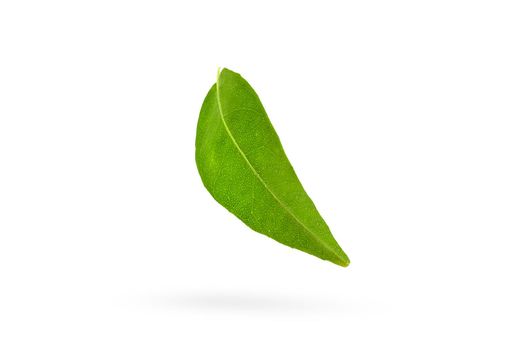 Mandarin leaves. Green leaves of a tangerine tree on a white isolated background. One leaves dangle casting a shadow.