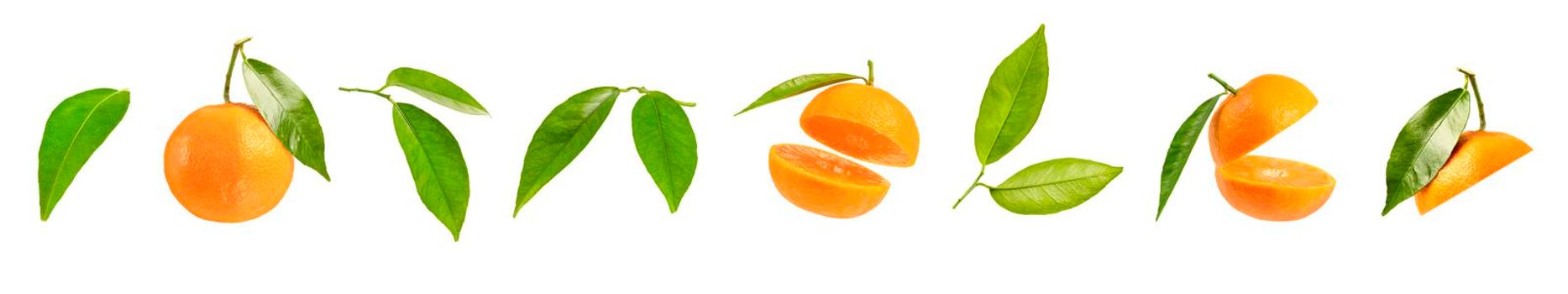 Big set of tangerine parts, different tangerine segments isolated on white background. Leaves and pieces of tangerine.