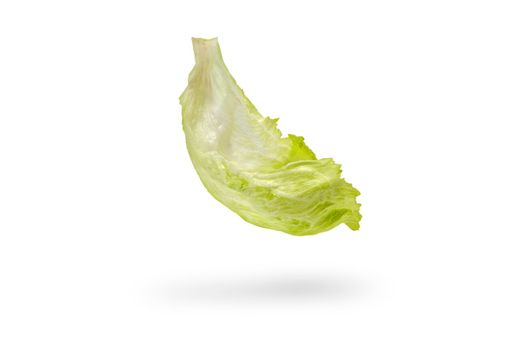 Iceberg lettuce green leaves isolated on white background. Fresh lettuce leaf drops with shadow.Ingredients for hamburgers.