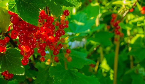 Ripe red currant berries on a branch in the garden. Red currant, currant or ordinary or garden currant Ribes rubrum . High quality photo