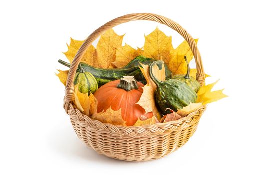 Set of multi-colored pumpkins in a wicker basket, with maple leaves for Halloween decoration. Isolate on white background. Autumn set of decorative pumpkins and maple leaves
