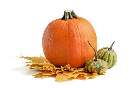 A large set of small pumpkins and pumpkin for Halloween decoration. Isolate on white background. Autumn set of decorative pumpkins and maple leaves