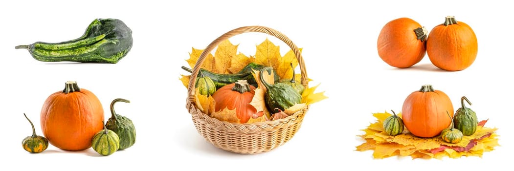 A large set of small pumpkins and pumpkin in a wicker basket, for Halloween decoration. Isolate on white background. Autumn set of decorative pumpkins and maple leaves