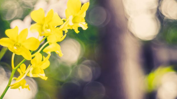 Yellow Orchid Flower. Green nature blur bokeh background