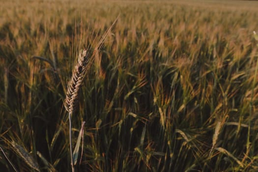 plantation of wheat. wheat crops growing texture