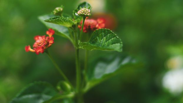 Nature Minimal Concept - Green Leaves Background with small little yellow flower;