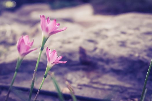 Pink Zephyranthes grandiflora beautiful on natural background flower blossom stone background