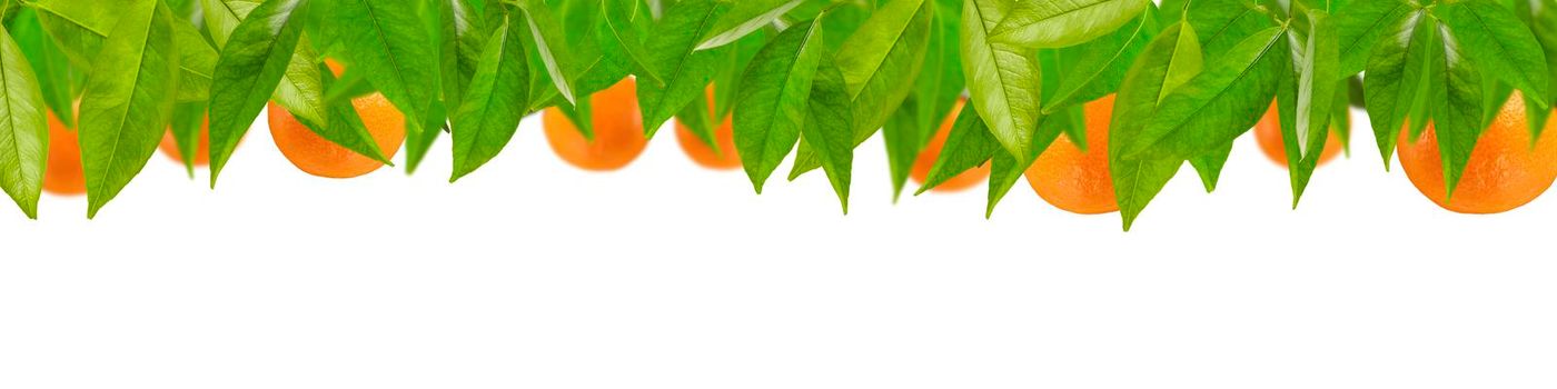 Tangerines in leaves are arranged in a row on a white background. Mandarin tree leaves with tangerines for label printing or design.