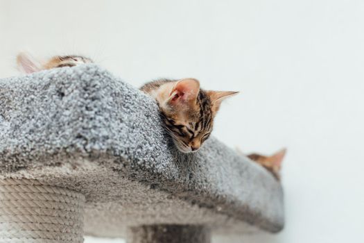 Two young cute bengal kittens laying on a soft cat's shelf of a cat's house indoors.