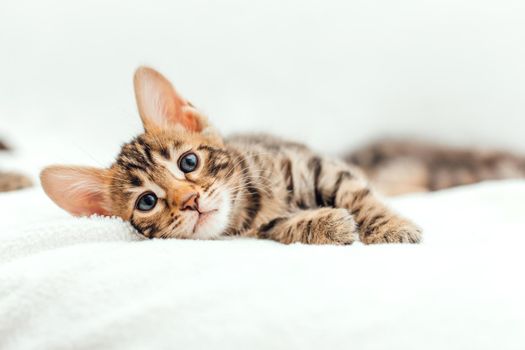 Cute bengal one month old kitten on the white fury blanket close-up.