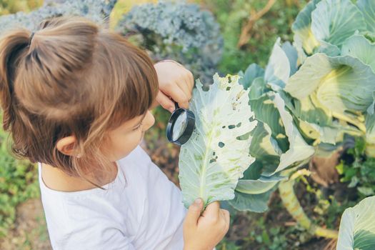 Child with a magnifying glass in his hands. Selective focus.