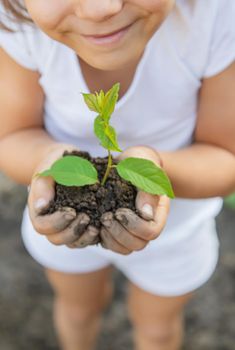 A child in the garden plants a plant. Selective focus. nature.